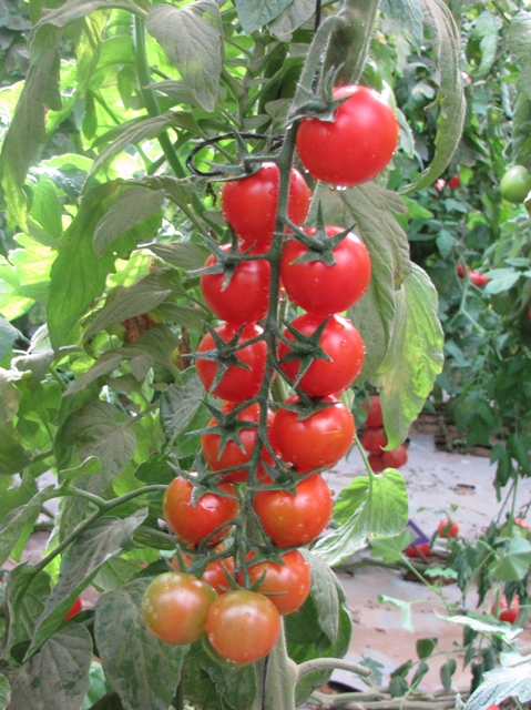 Cocktail Cherry tomato 853-538 p1